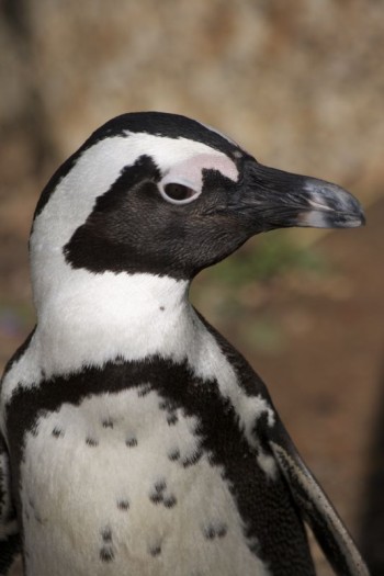 Penguin in Simons Town, South Africa