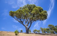 Tree on El Hierro