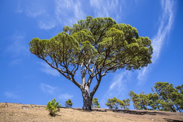 Tree on El Hierro