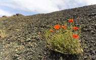 Colors in desert